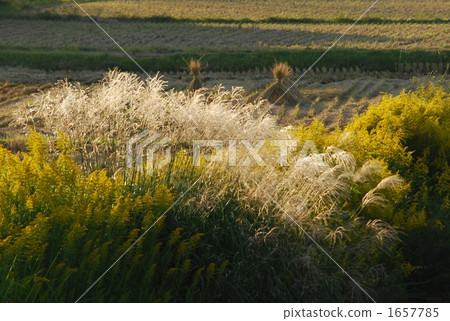 日本蒲葦 稻株栽培 亞洲 1657785
