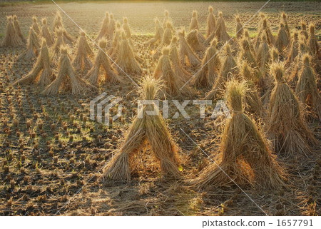 稻草 陽光照曬 捆綁的稻草 1657791