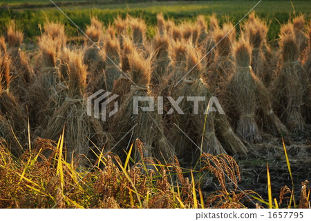 亞洲 亞洲人 田園 1657795