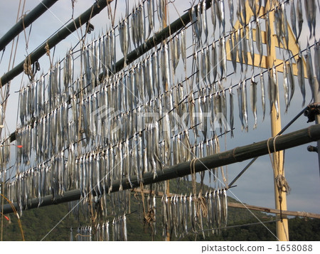 Soyori幹蜂蜜山 1658088