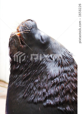 mane, facing to the left, sea creature 1658226