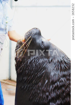 海洋生物 海洋動物 一 1658232