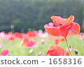 Hinagi的花 1658316