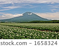 羊蹄山和馬鈴薯田 1658324