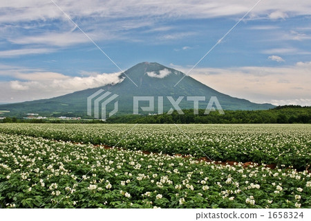 羊蹄山和馬鈴薯田 羊蹄山和馬鈴薯田 1658324