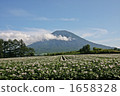 羊蹄山和馬鈴薯田 1658328