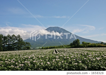 羊蹄山和馬鈴薯田 1658328