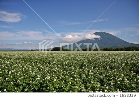 Mt. Yotei and potato field 1658329