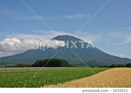 羊蹄山和田野 1658331