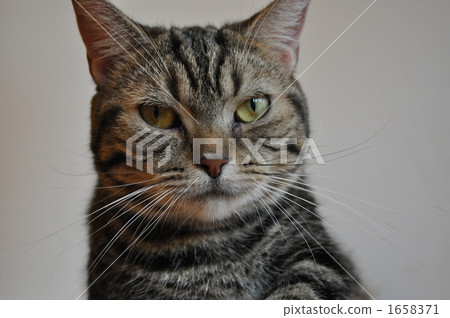 Cat (Munchkin) 1658371