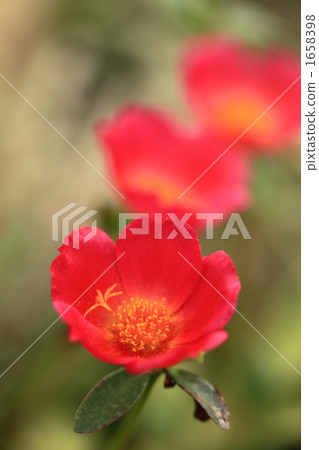 Portulaca 1658398