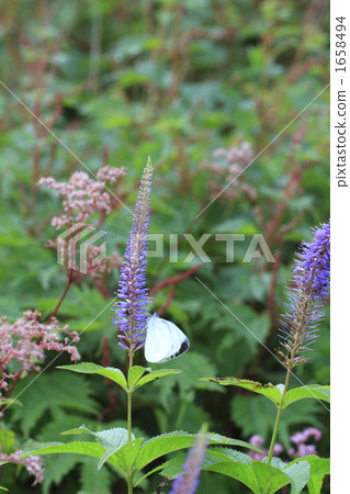 veronicastrum japonicum, veronicastrum, veronicastrum sibiricum 1658494