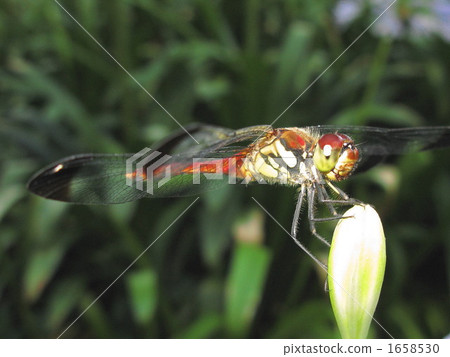 紅蜻蜓 紅蜻蜓 1658530