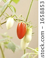 Petit tomato varieties: Aiko 1658853
