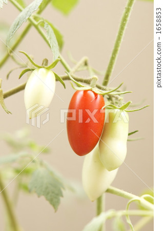 Petit tomato varieties: Aiko Petit tomato varieties: Aiko 1658853