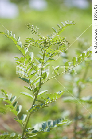 香草西班牙甘草 1659303