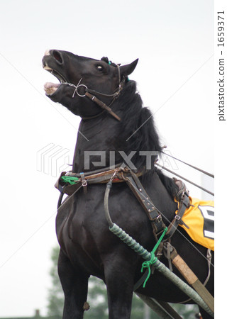 傷害 傷害 1659371