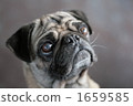 Pug 1659585
