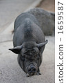 Black pig 1659587