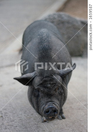 Black pig 1659587