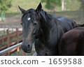 Horse  1659588