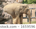 Elephant 1659596