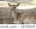 A deer 1659604