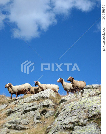 The sheep that can cling to the summit 1659645