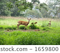 deer, deers, mountain forest 1659800