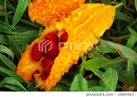 戈雅種子 戈雅種子 1660481