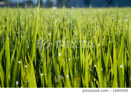 Morning deep shining rice field Morning deep shining rice field 1660489