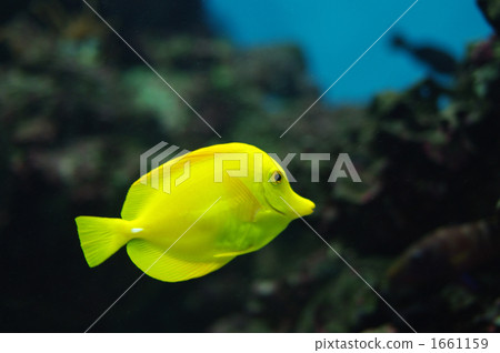 yellow tang, saltwater fish, aquatic 1661159