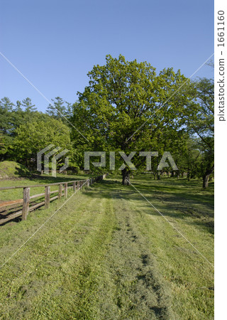 footpath between rice fields, assorted trees, meadow 1661160