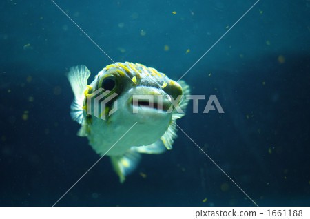 Southern Grove Fish 1661188