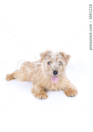 Norfolk Terrier 1661228