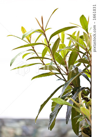 琵琶葉夏 1661831