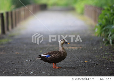 promenade, duck, a walk 1661836
