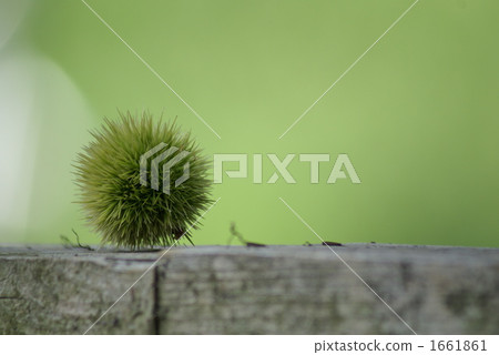 夏天年輕栗子果子 1661861