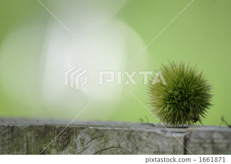 Summer young chestnut fruit Summer young chestnut fruit 1661871