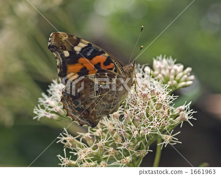 Acacathetha 1661963