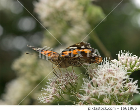 紅海軍上將 紅海軍上將 1661966