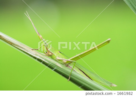 果蠅的生態圖片 果蠅的生態圖片 1661982