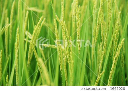 稻穗（側面） 1662020