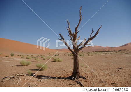 Dead tree of Namib Desert 1662080
