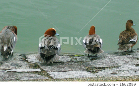 Duck 1662099