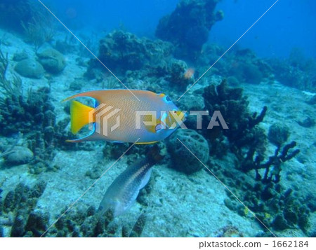 Queen Angel Fish Queen Angel Fish 1662184