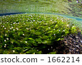 Mei flower algae 1662214