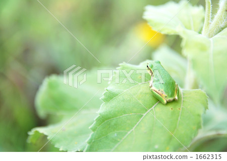 Frog in sunflower leaves Frog in sunflower leaves 1662315