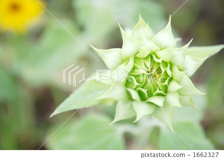 向日葵3小圓麵包 向日葵3小圓麵包 1662327