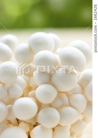 White Shimeji 1662426